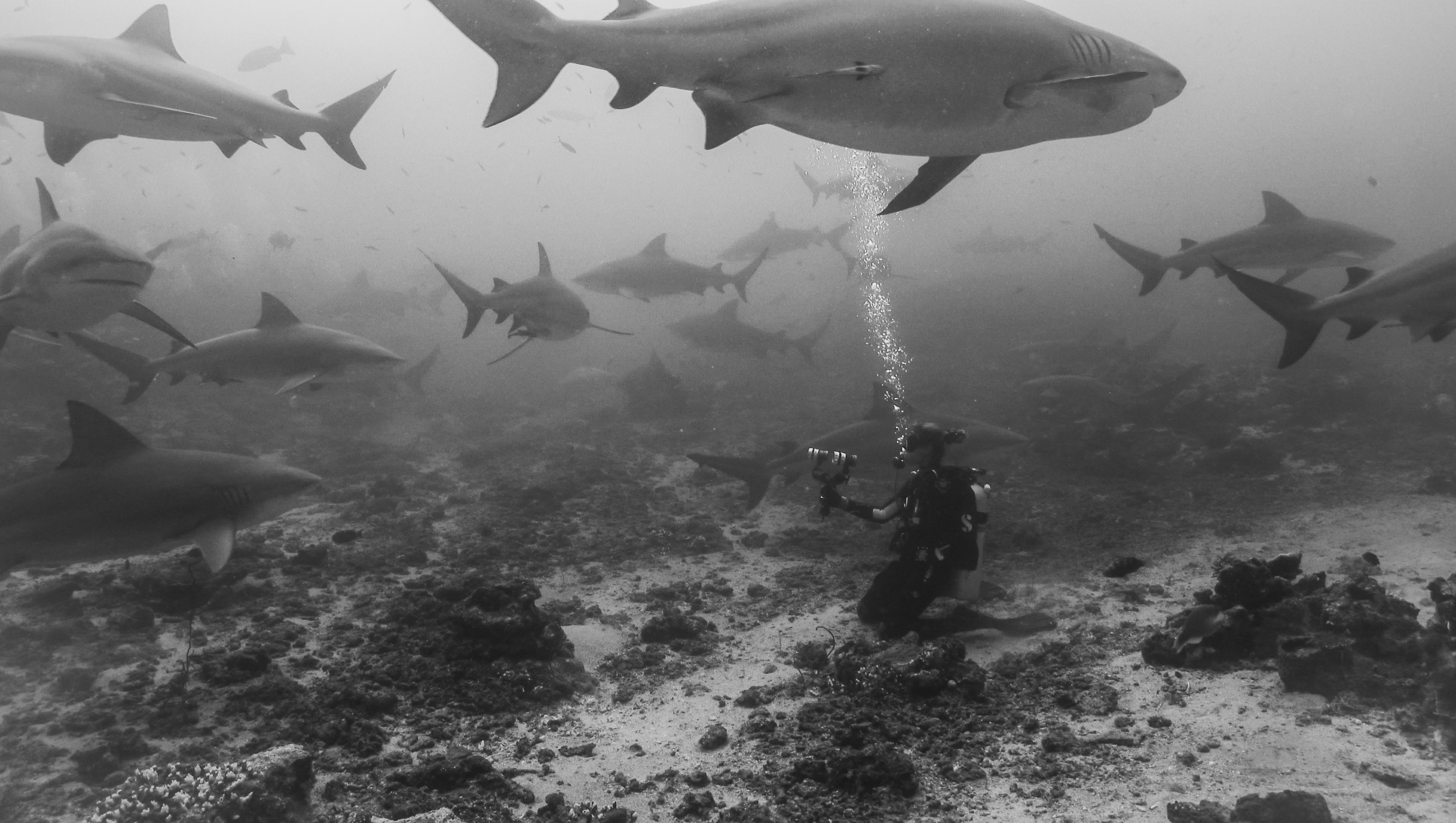 Bull sharks swim around a diver with a camera on the sea floor in a black and white photo